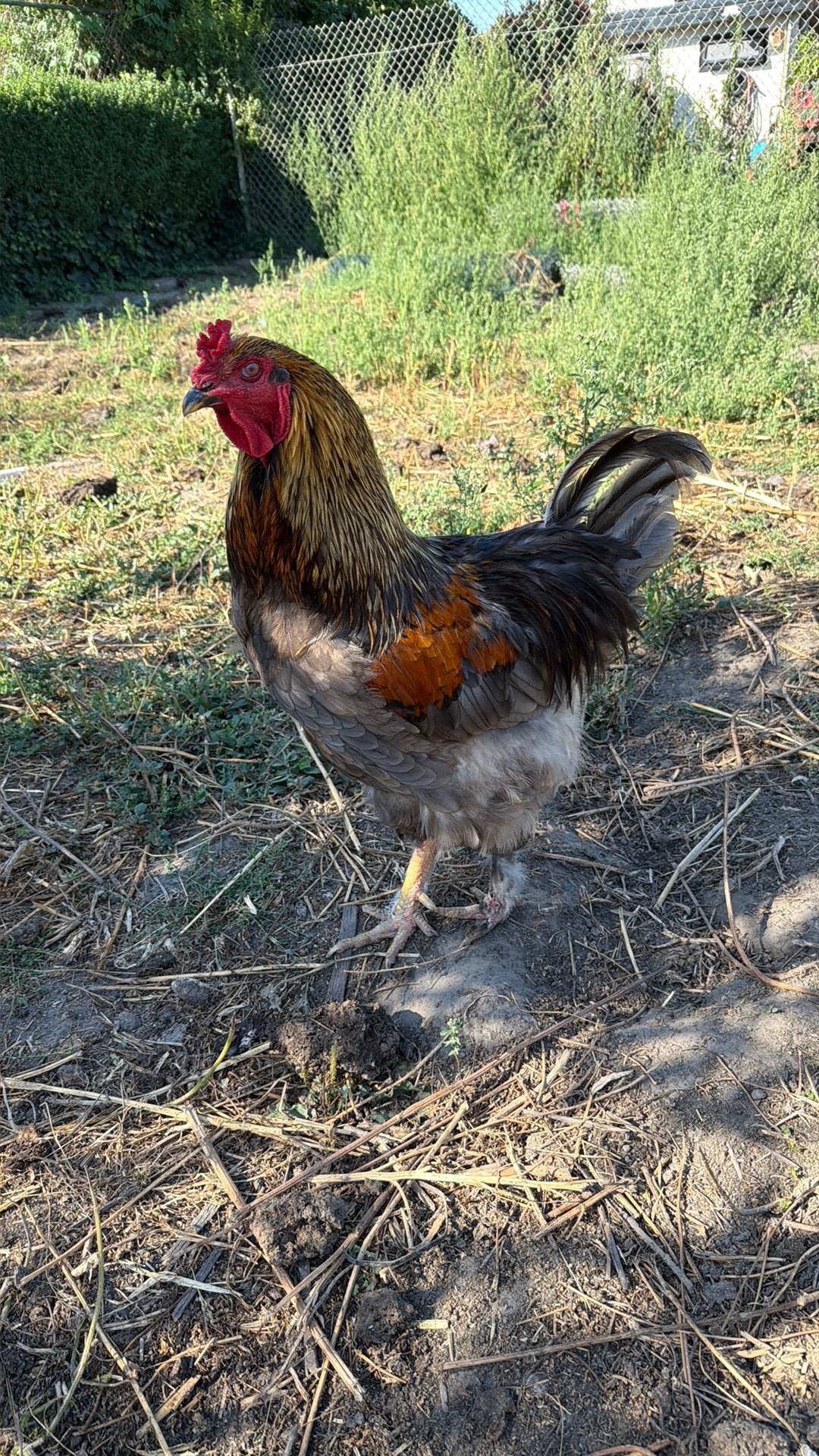 Brahma haan, Mannelijk, Kip