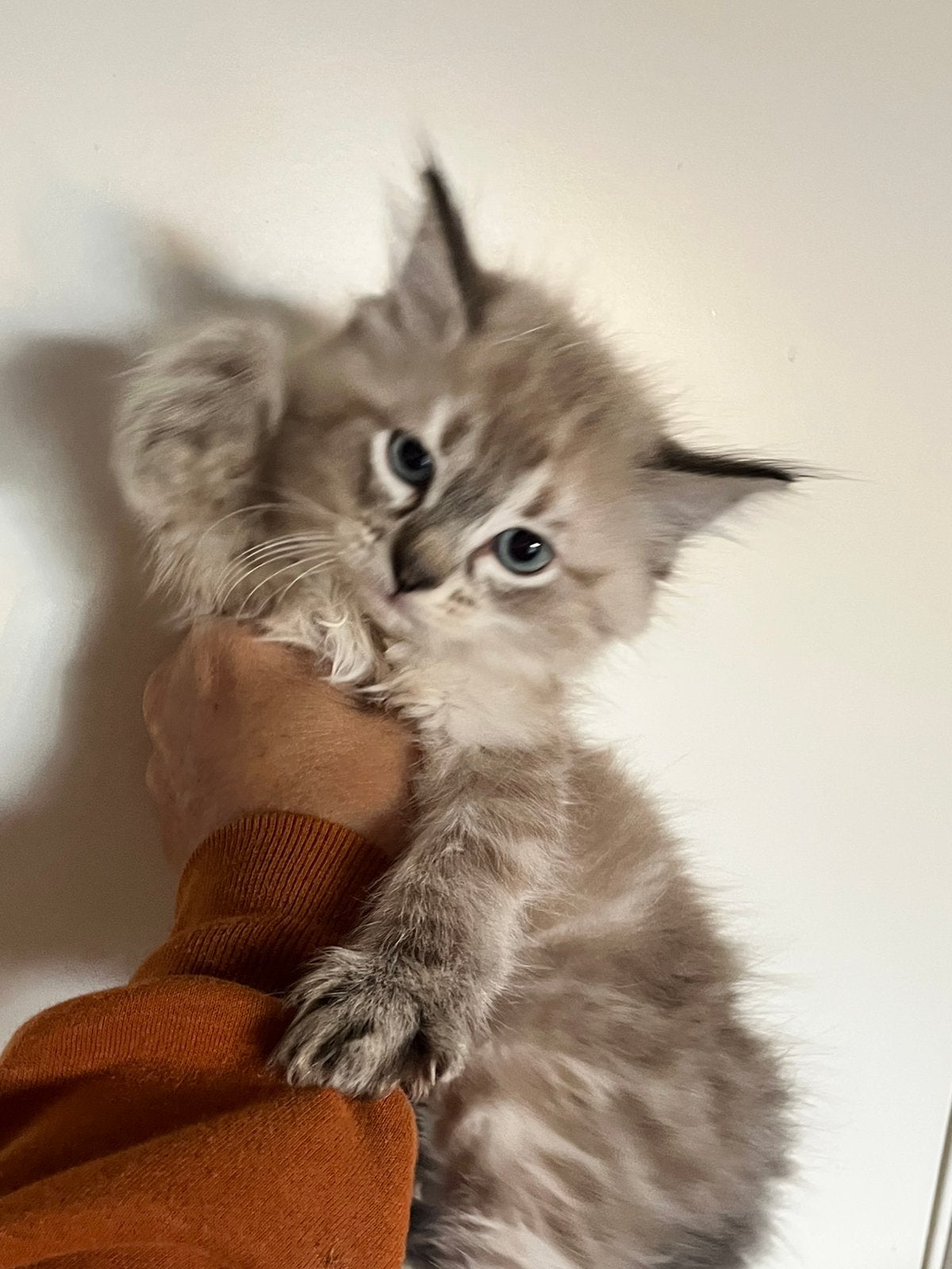 Zuivere Ragdoll kittens, Meerdere dieren, Gechipt, 0 tot 2 jaar