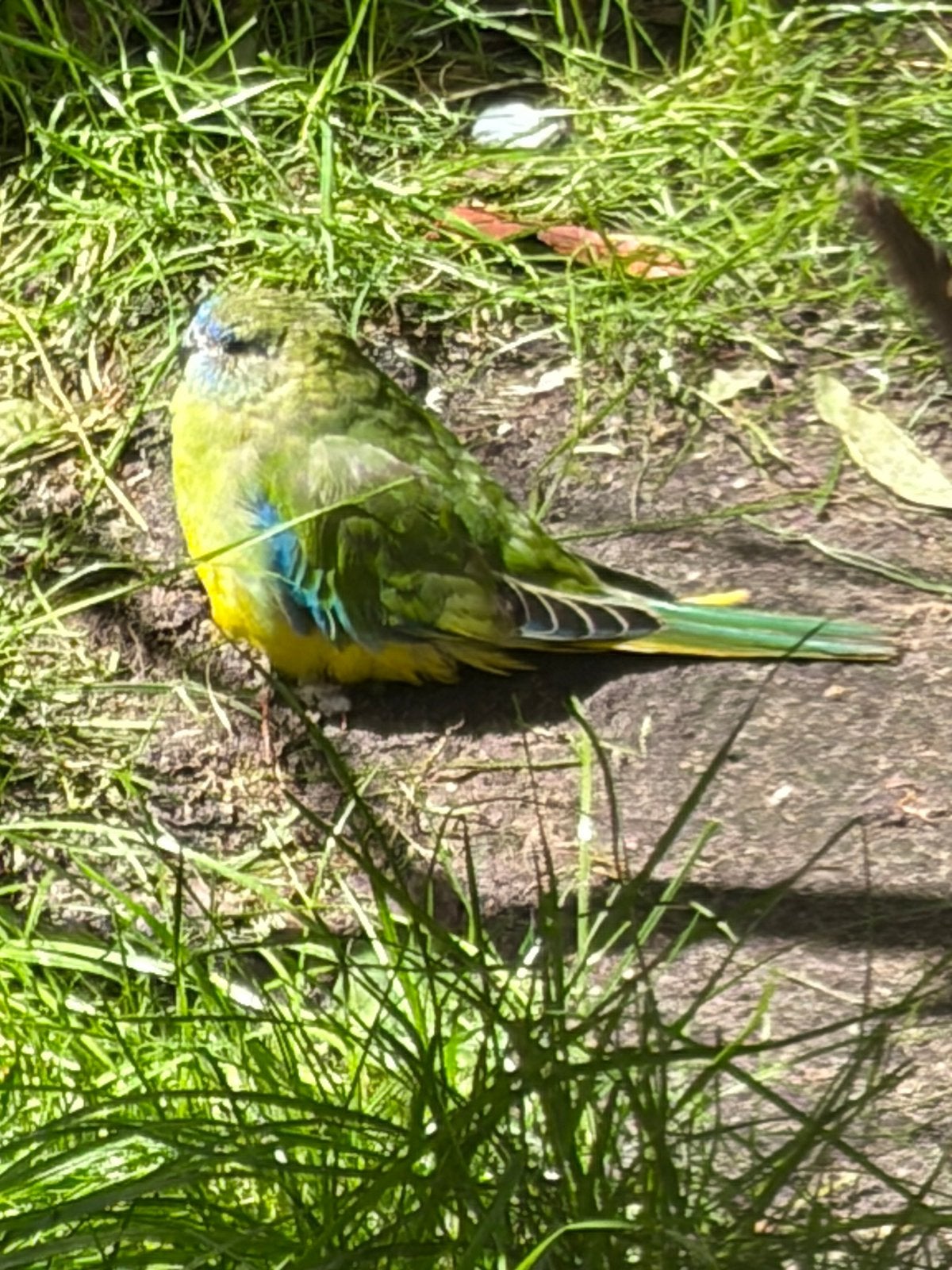 Turquoisine pop, Vrouwelijk, Parkiet