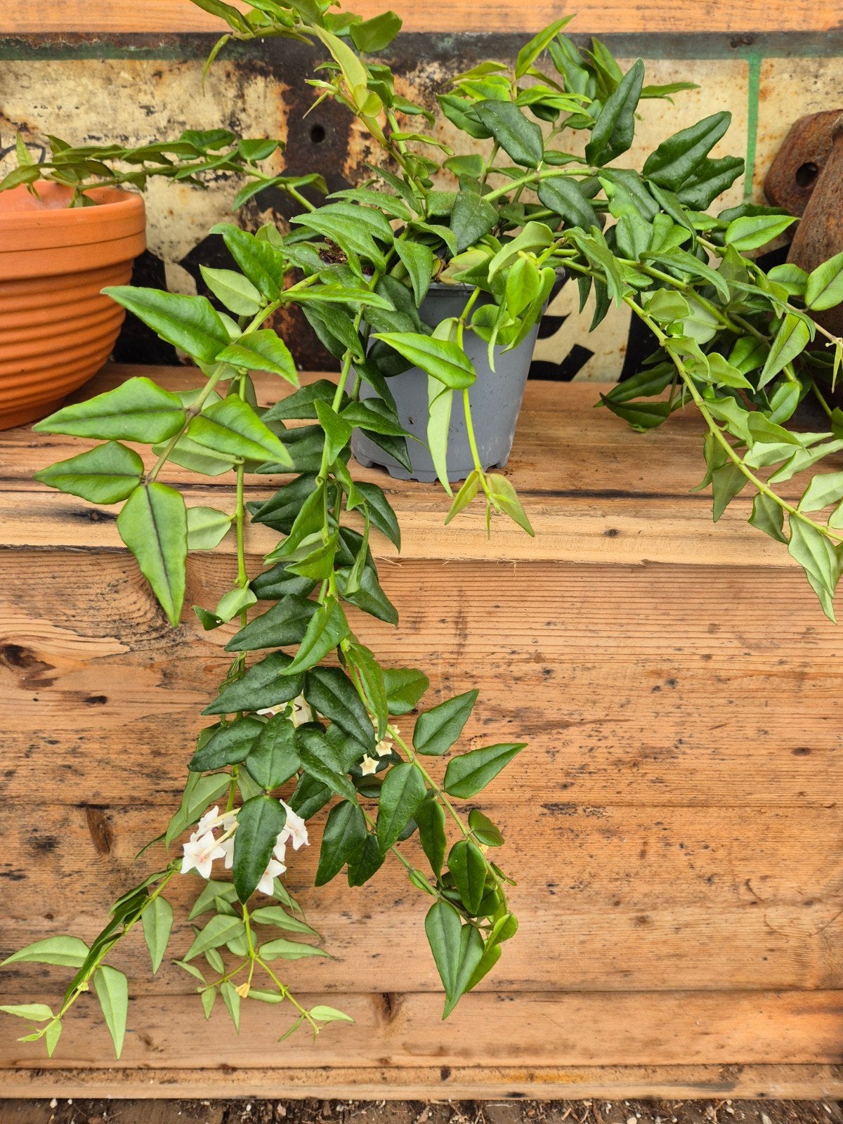 Hoya Bella p12 (6)