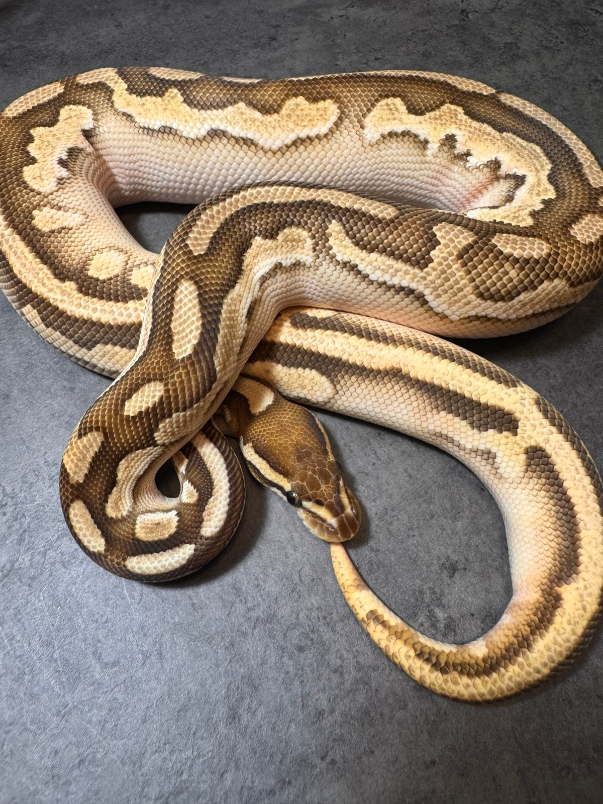 Butter dubbel het piebald en ghost(hypo) pos het desertghost, Dieren en Toebehoren, Reptielen en Amfibieën, Slang, Tam, 0 tot 2 jaar