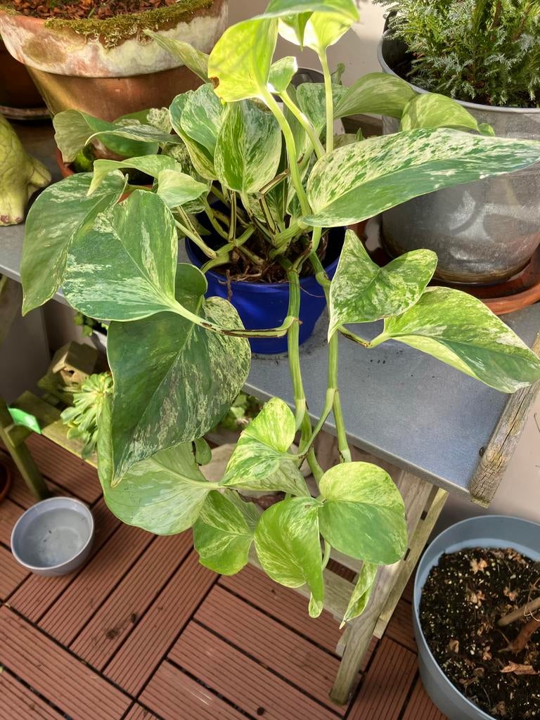 Epipremnum Scindapsus 'Happy Leaf' - Kamerplant, Huis en Inrichting, Kamerplanten, Ophalen, Overige soorten, Halfschaduw, In pot