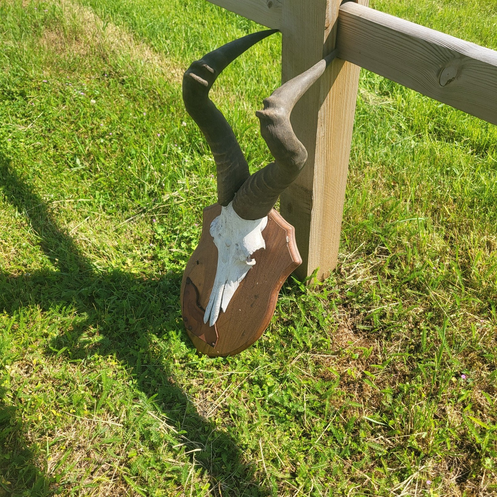 Hoorns gewei, Ophalen of Verzenden, Gebruikt