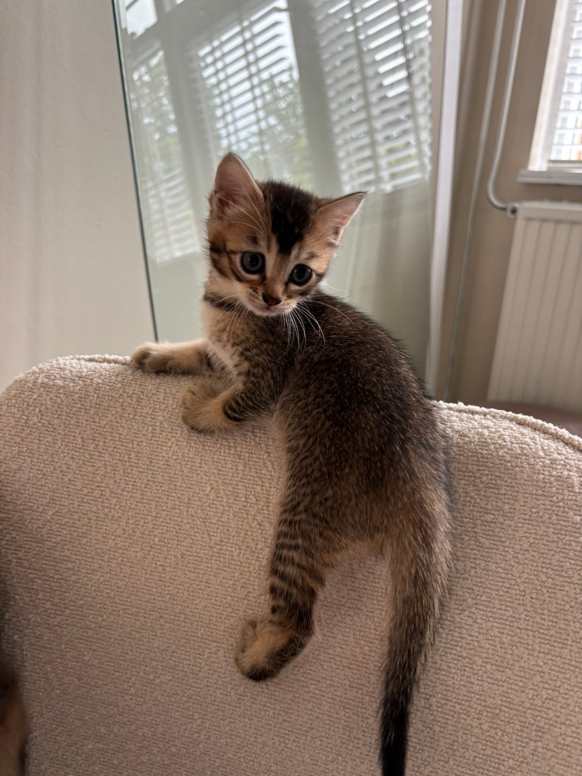 Bengaal x britskorthaar kittens, Meerdere dieren, Kortharig, 0 tot 2 jaar
