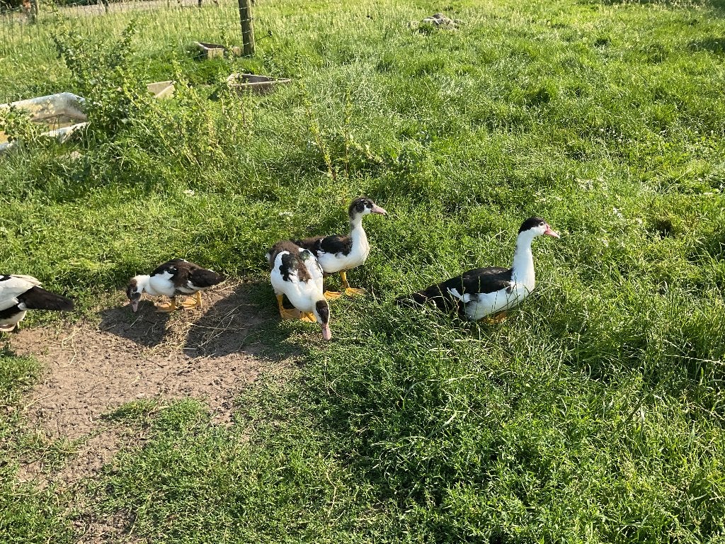 Muskus eenden, Dieren en Toebehoren, Pluimvee, Meerdere dieren, Eend