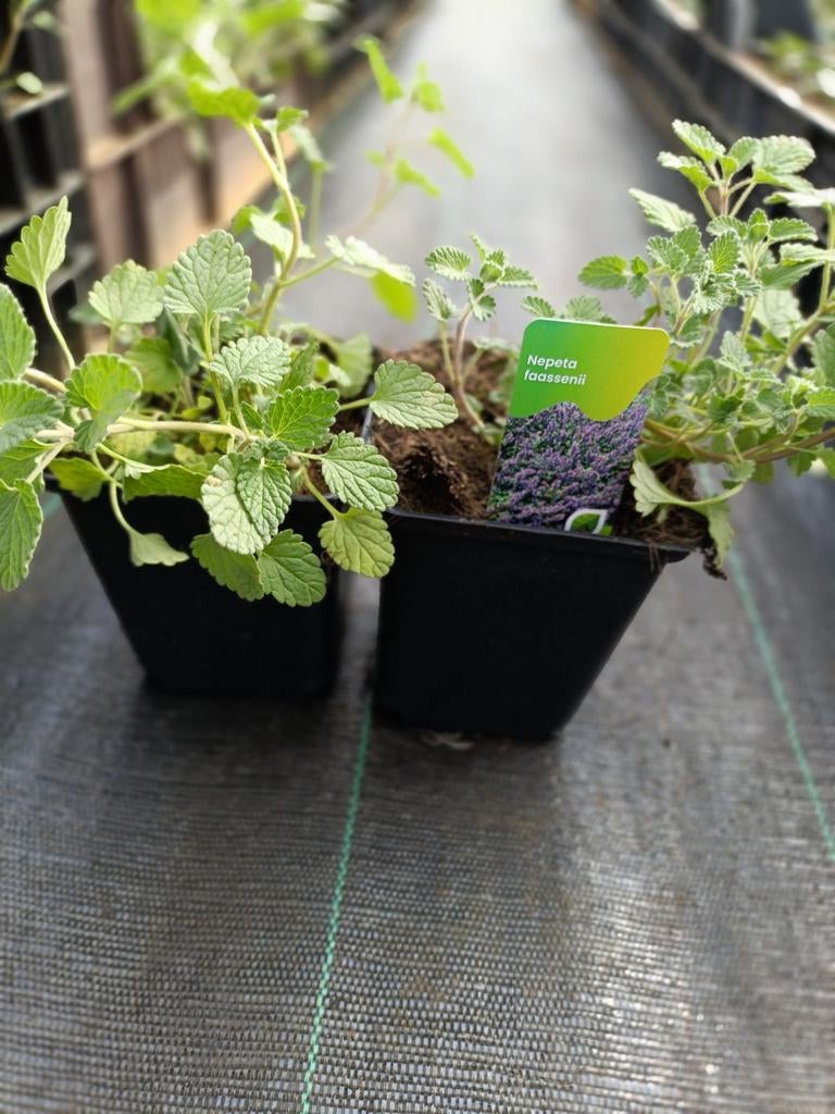 Nepeta faassenii P9, Tuin en Terras, Ophalen, Vaste plant, Overige soorten, Volle zon