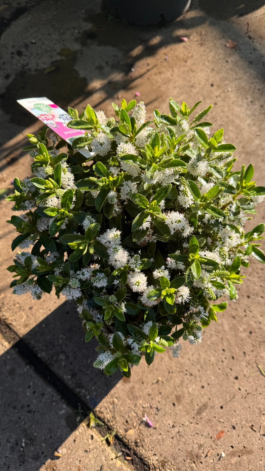 Hebe Donna, Wit in 23 cm pot €10,00 voor 150 dagen bloei, Ophalen, Overige soorten, Halfschaduw