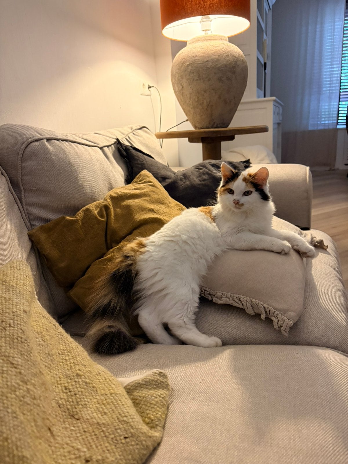Langharig kitten, Poes, Ontwormd