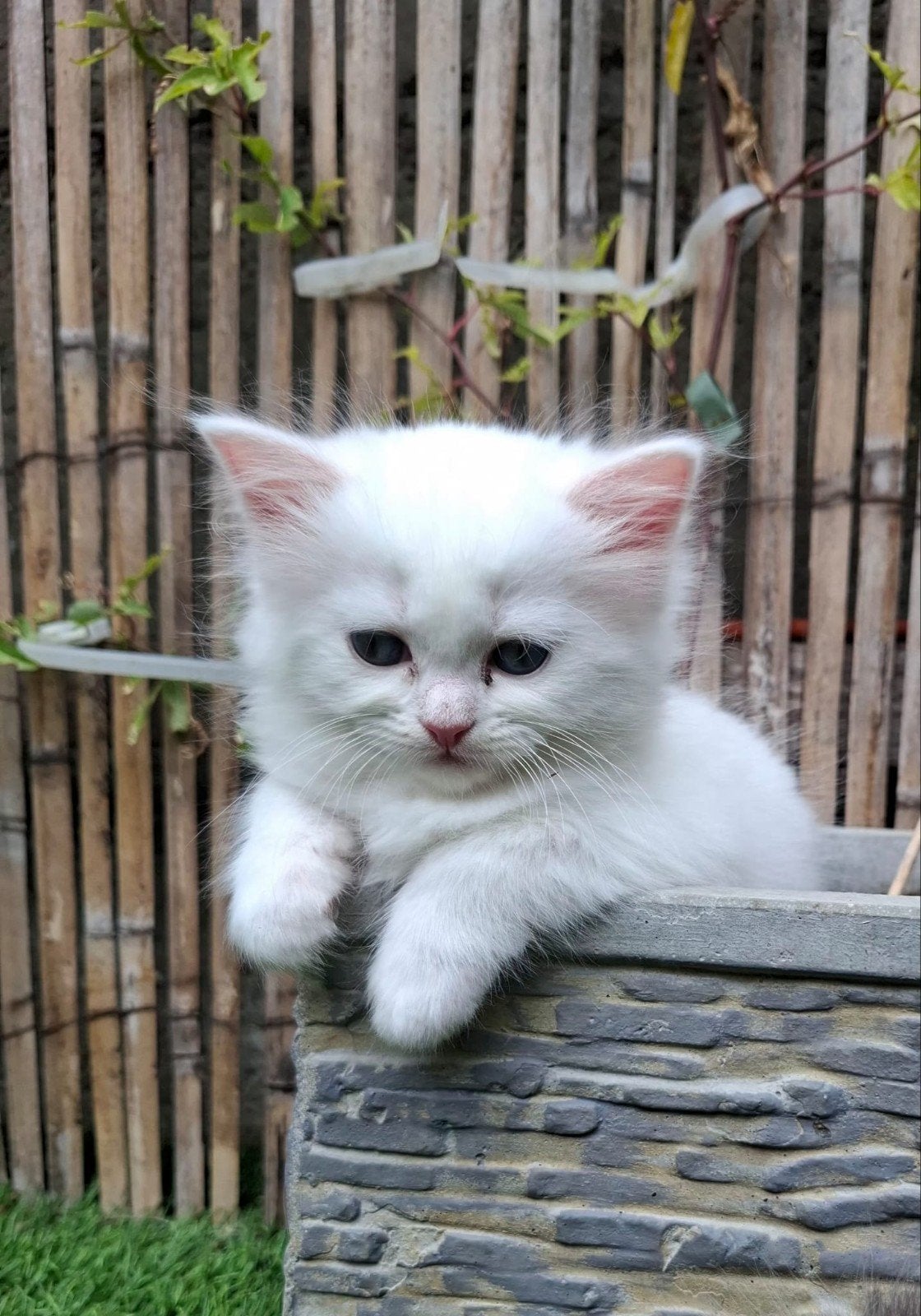 ragdoll  kittens te koop 2 witte, Meerdere dieren, Gechipt, 0 tot 2 jaar