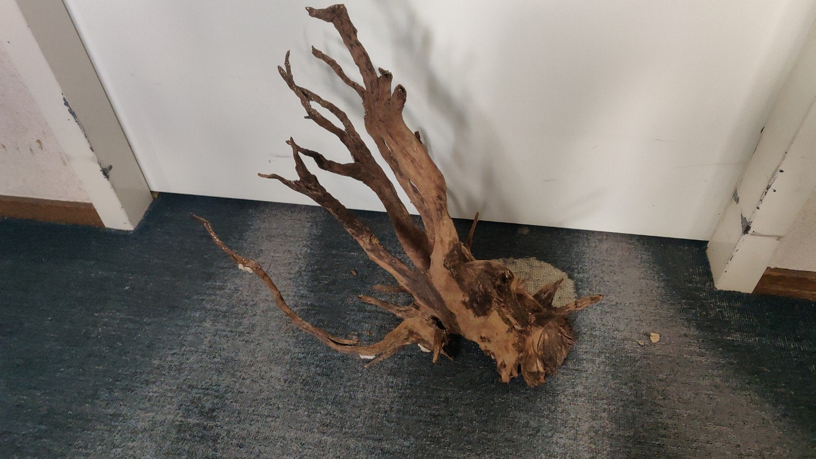 Aquarium hout, Ophalen, Plant(en), Steen of Hout
