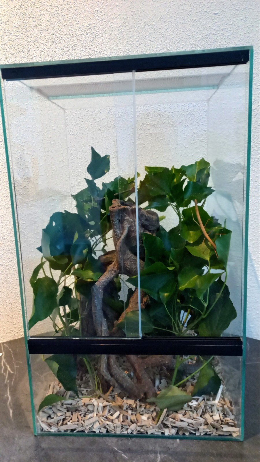Wandelende takken, Dieren en Toebehoren, Ophalen, Gebruikt, Terrarium of Paludarium