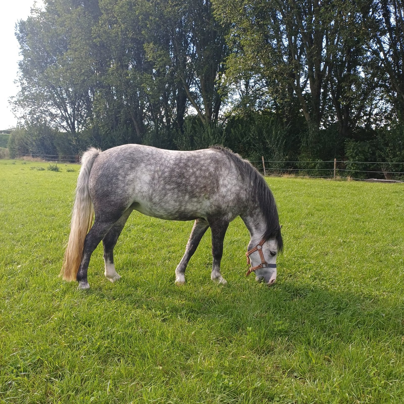 Amy, 5 jarige schimmelmerrie,  Welshpony 114cm., Dieren en Toebehoren, Merrie, Minder dan 160 cm, Met stamboom, Zadelmak