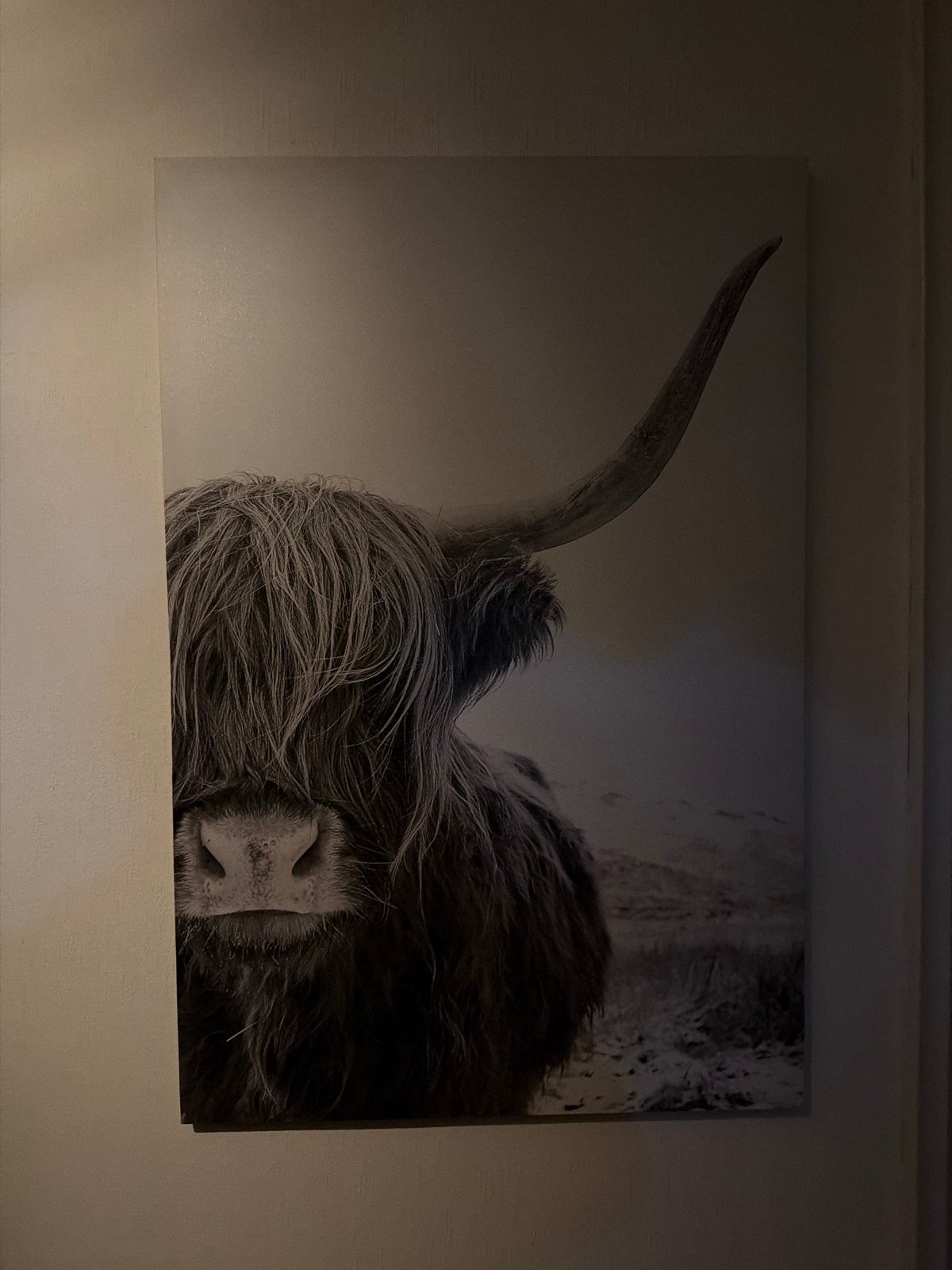 Schilderij Schotse Hooglander zwart-wit, Ophalen, Zo goed als nieuw, Schilderij, 75 – 100