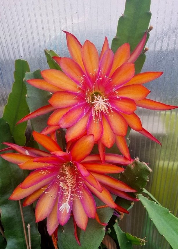 cactus - Epiphyllum Coral Dance, Huis en Inrichting, Kamerplanten, Ophalen of Verzenden, Cactus, Volle zon, Minder dan 100 cm