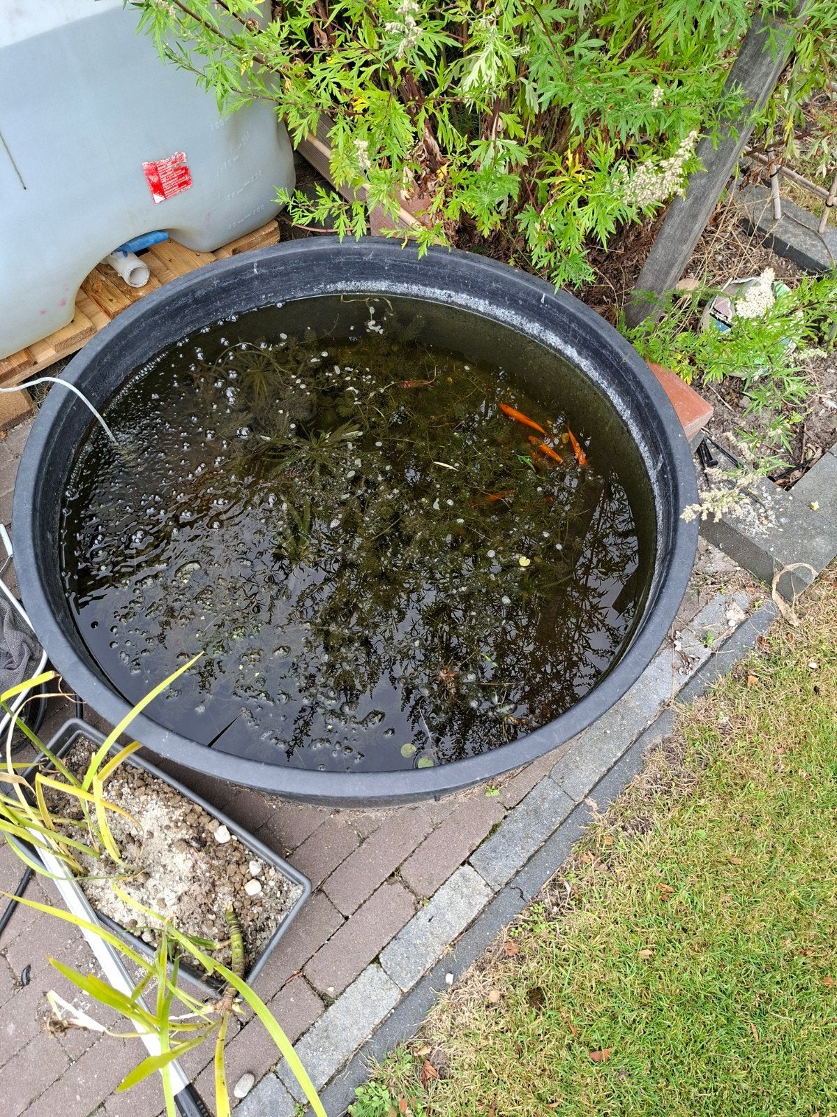 Complete vijverbak met vissen, planten en luchtpompje, Tuin en Terras, Vijvers, Ophalen of Verzenden, Gebruikt