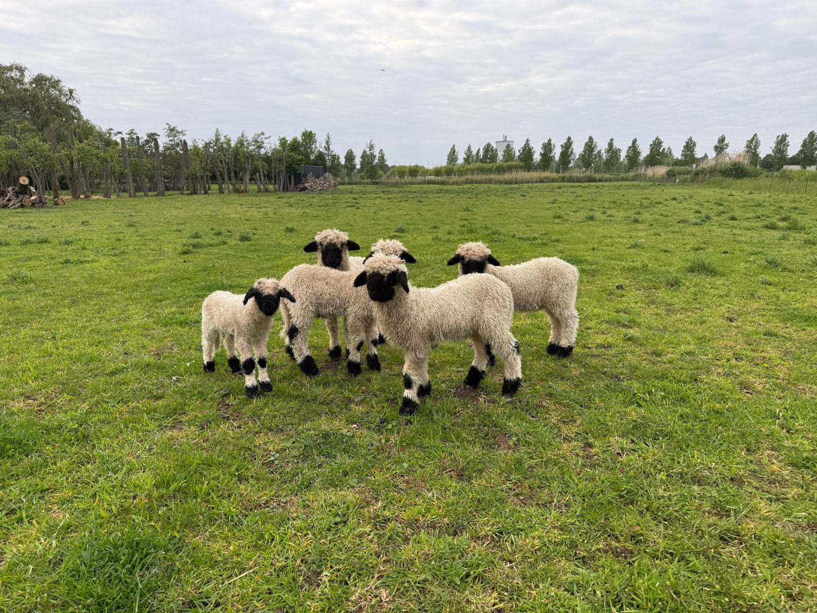 walliser schwarznase ramlammeren te koop, Dieren en Toebehoren, Schapen, Geiten en Varkens, Schaap, Mannelijk