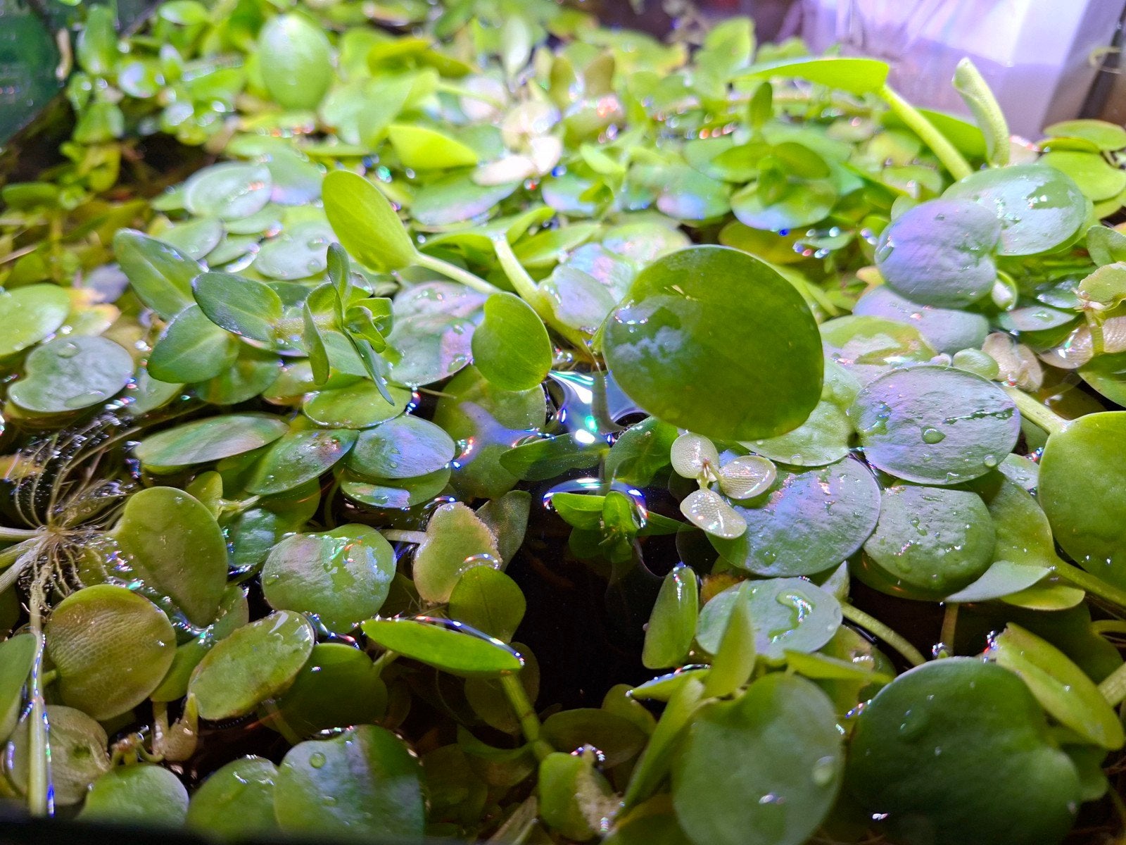 GRATIS aquariumplantjes, Ophalen