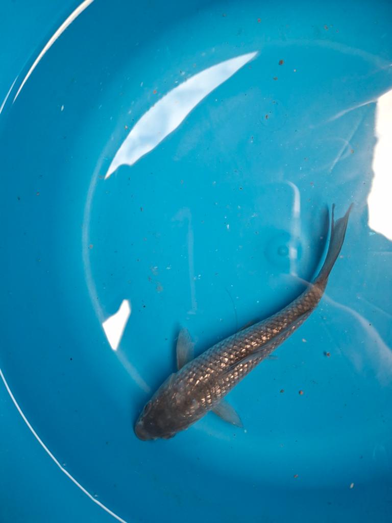 Koi ginrin magoi 20 cm., Dieren en Toebehoren, Vissen | Vijvervissen, Karper of Koi