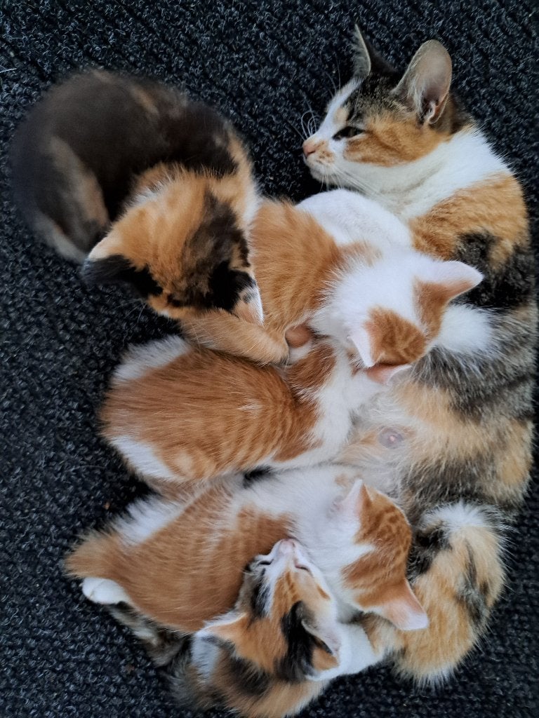 Boerderij kittens, Meerdere dieren, Kortharig, 0 tot 2 jaar