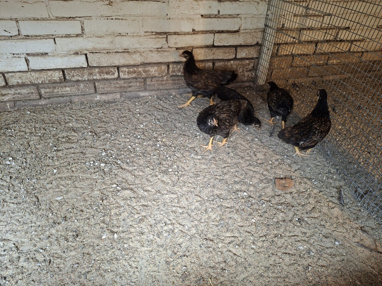 Barnevelder kriel hennen., Dieren en Toebehoren, Pluimvee, Vrouwelijk, Kip