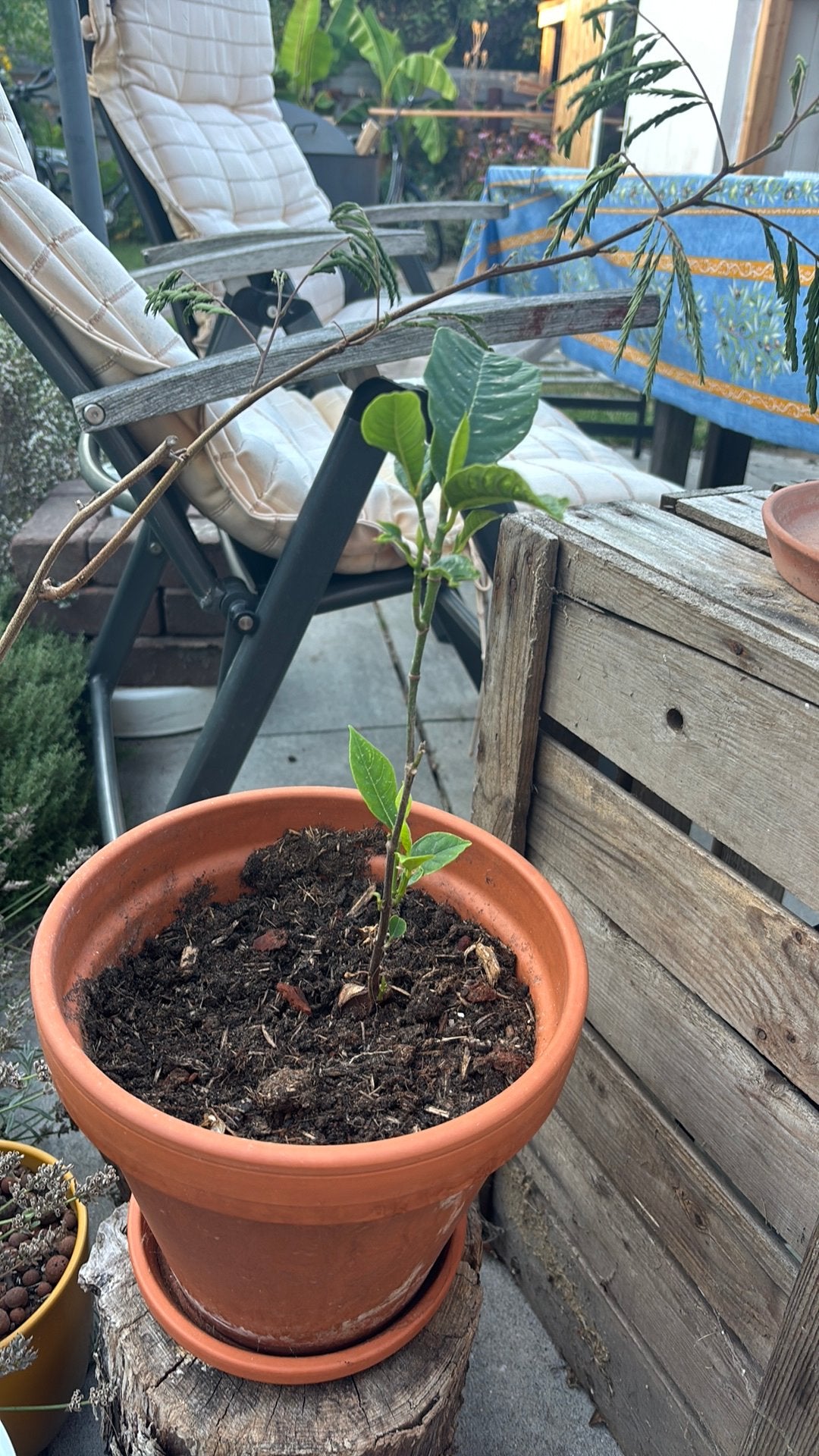 Jackfruit zaailing 9 maanden oud, Ophalen, Zomer, Volle zon, Overige soorten