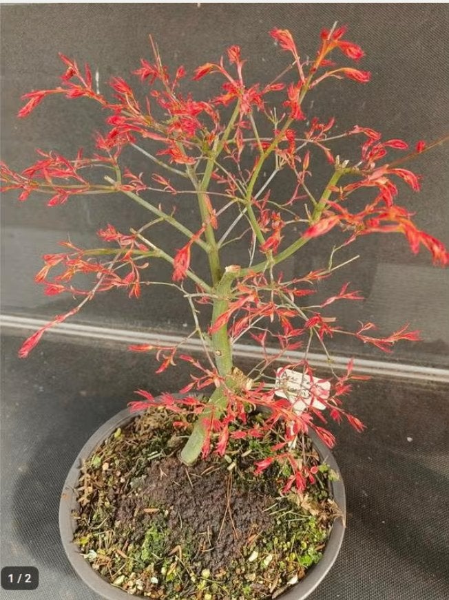 Bonsai Acer Palmatum Phoenix, Vaste plant, Bloeit niet, Halfschaduw, Ophalen