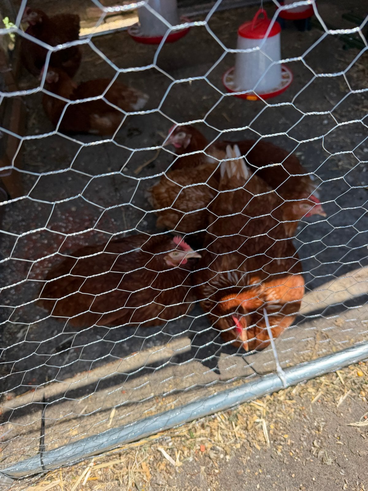 Kippeneieren, Dieren en Toebehoren, Pluimvee, Kip