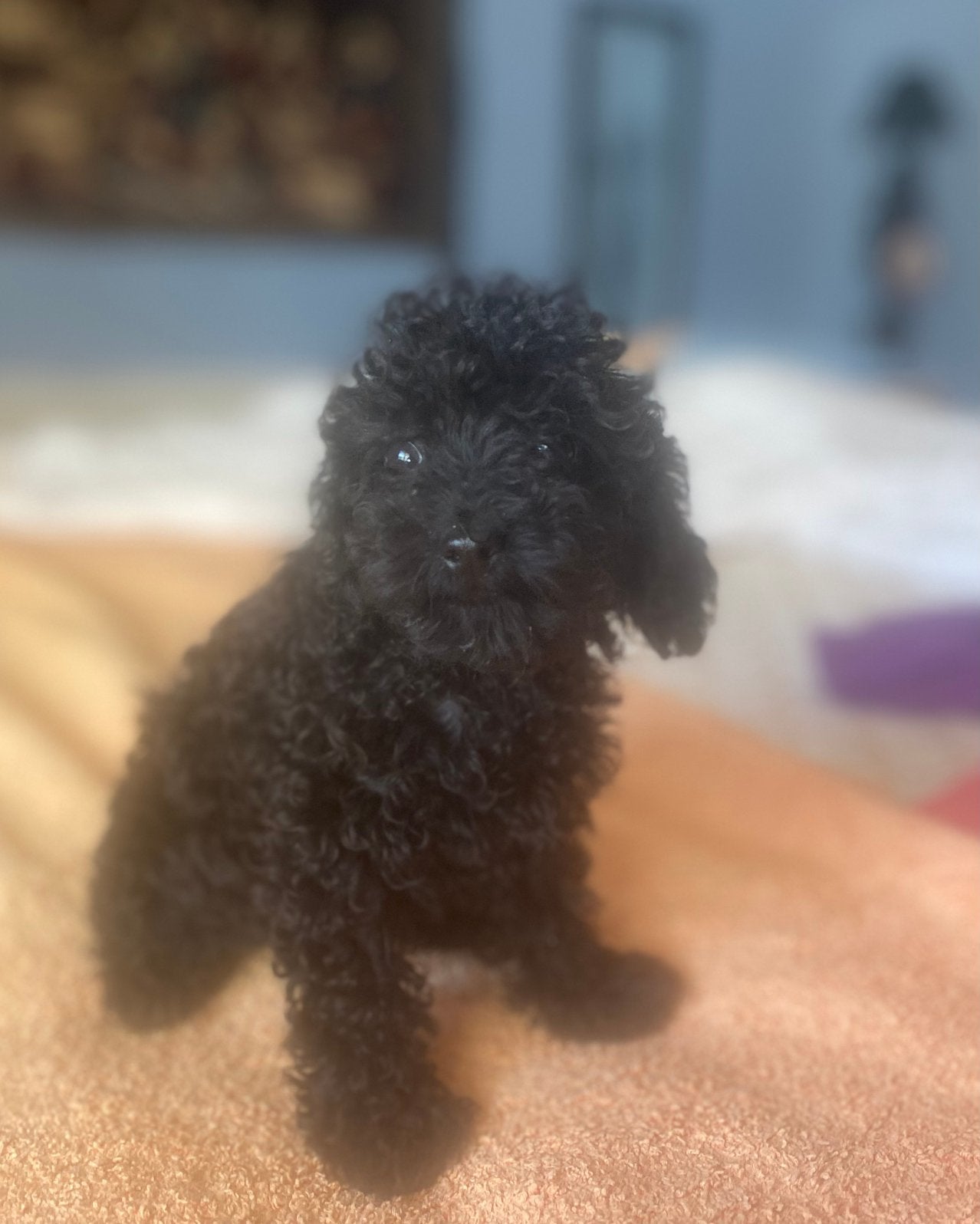 🩷SUPERKLEIN TOY POEDEL REUTJE🩵🩵🩵, Dieren en Toebehoren, Poedel, Fokker | Hobbymatig, 15 weken tot 1 jaar, Reu