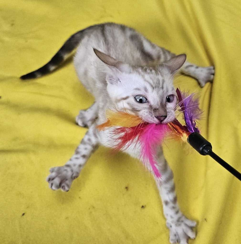 Sneeuwbengaal katertje kitten + Stamboom, Kater, Met stamboom, 0 tot 2 jaar