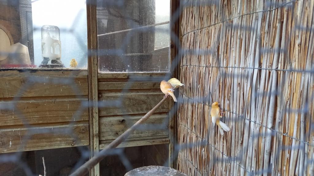 Te koop gele kanaries, Meerdere dieren, Kleurkanarie