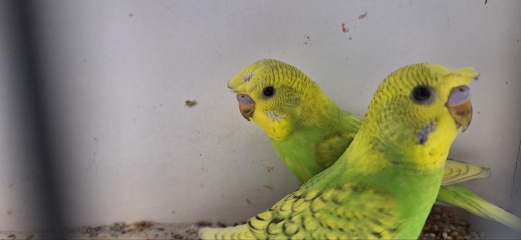 Mooie grasparkieten, Dieren en Toebehoren, Vogels | Parkieten en Papegaaien, Mannelijk, Parkiet