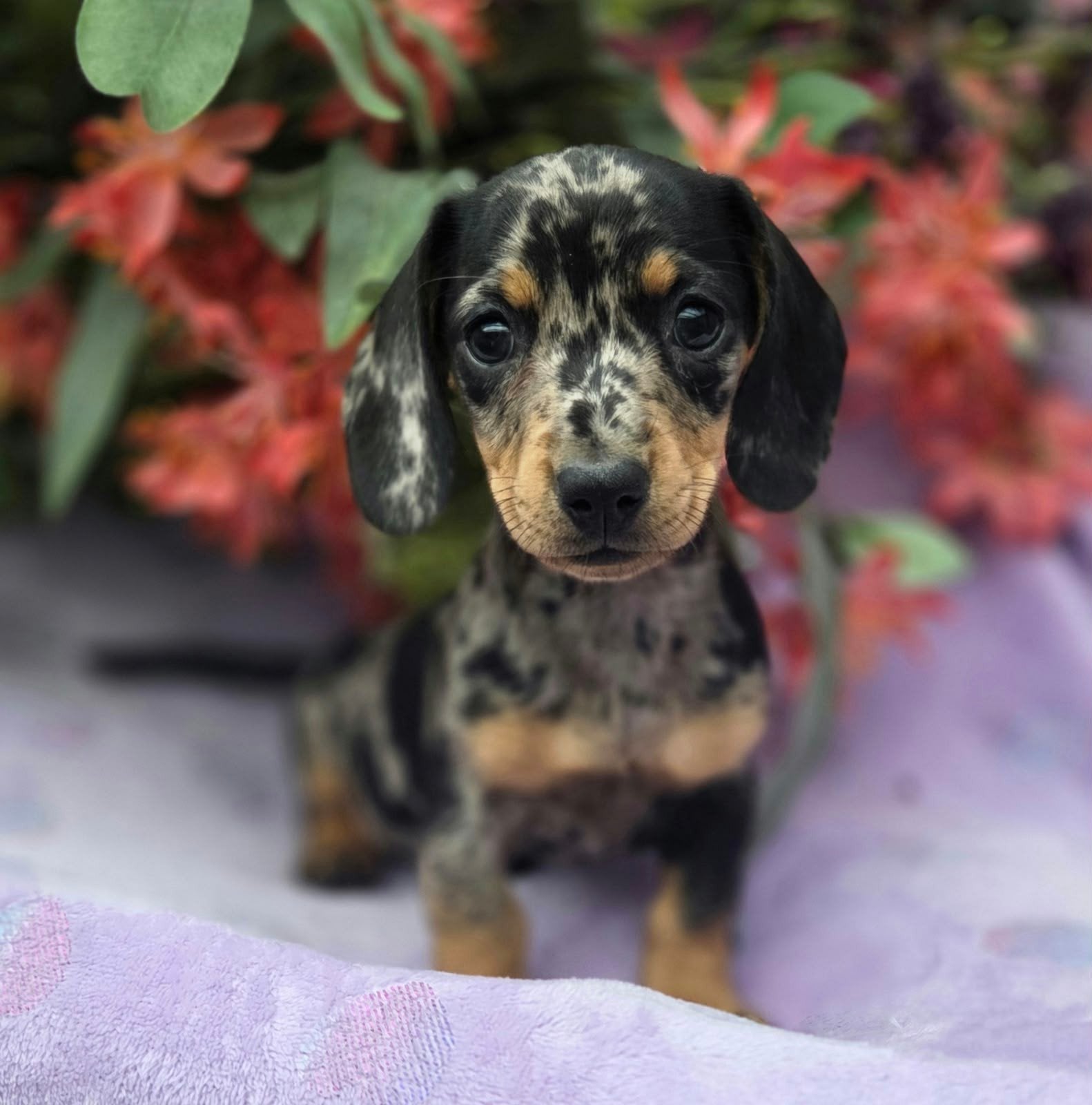 Te koop mooie merle kortharige Teckel pups (Tekkel), Dieren en Toebehoren, 8 tot 15 weken, Korthaar, Dwerg, Meerdere