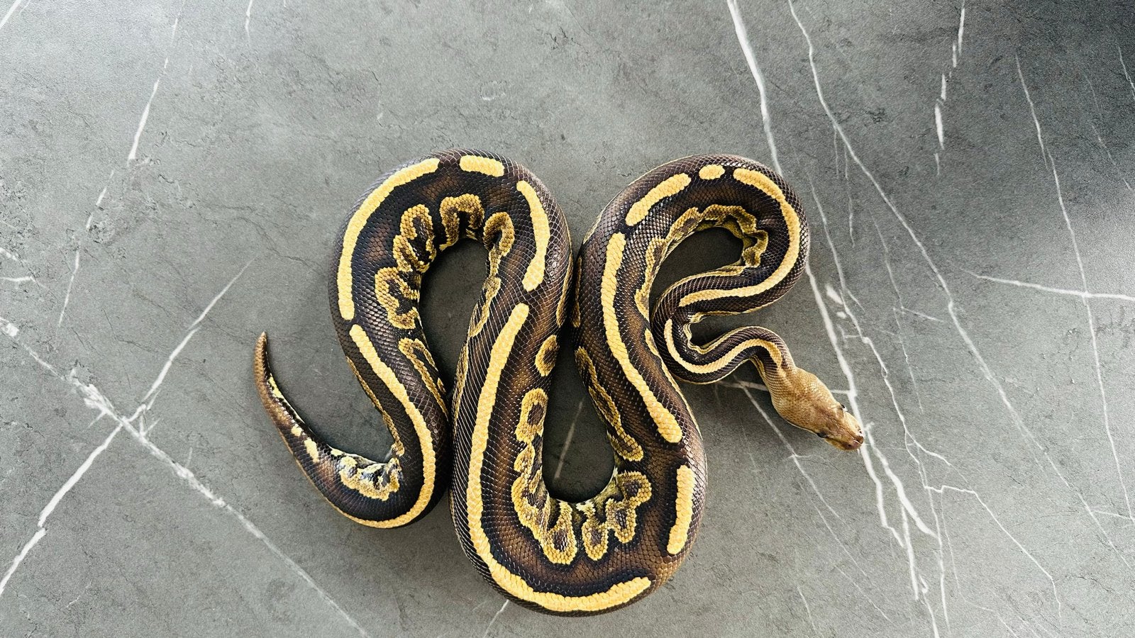 Python regius (Koningspython)