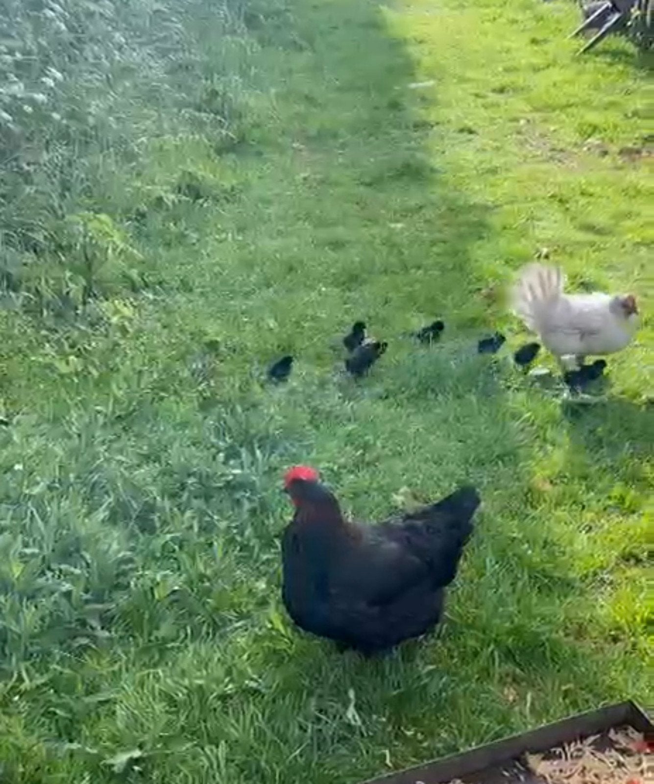Kuikens van Juni, Dieren en Toebehoren, Pluimvee, Meerdere dieren, Kip
