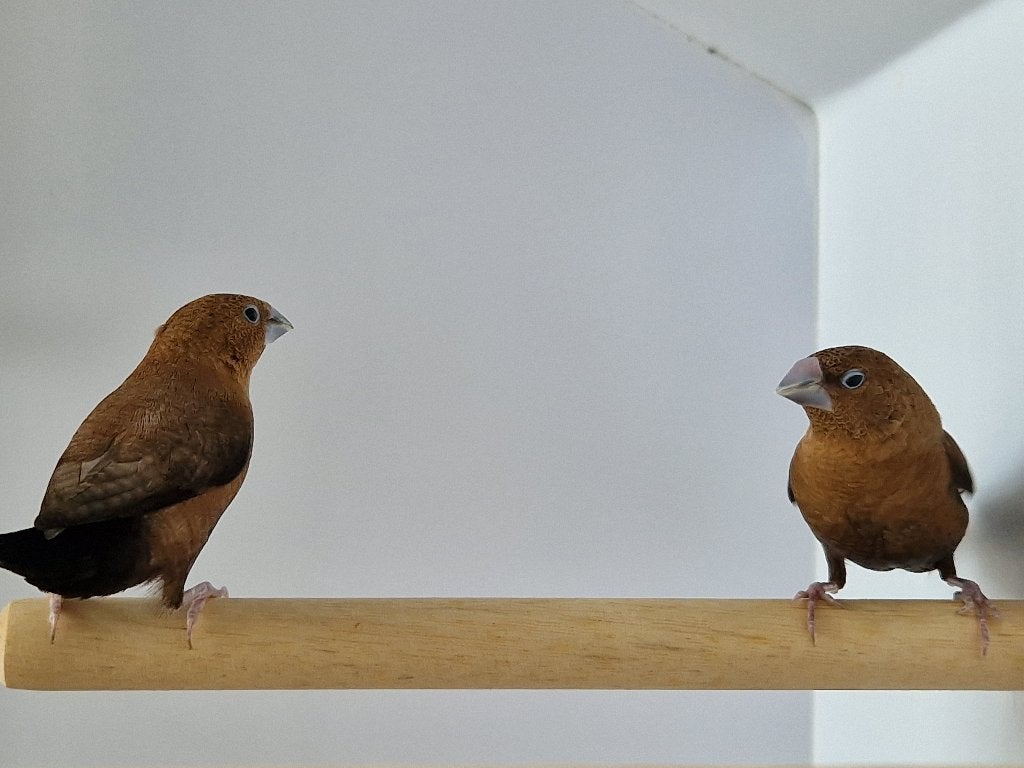 Zilverbekjes | Tropische vogels | Passend advies, Dieren en Toebehoren, Meerdere dieren, Tropenvogel