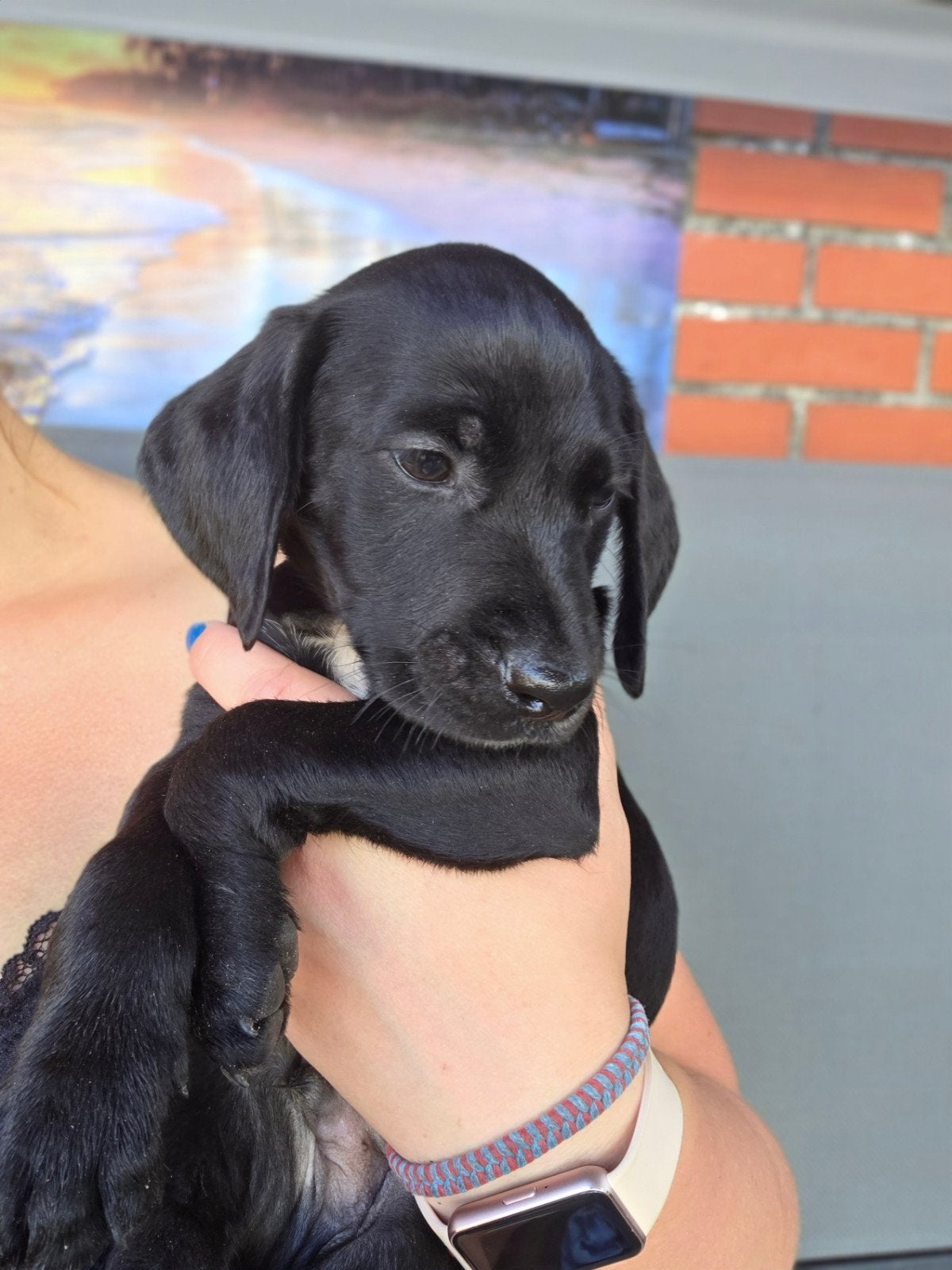 Prachtige Labradoodle x Dalmatiër pups zoeken gouden mandje!, Dieren en Toebehoren, 8 tot 15 weken, Groot, Meerdere, Meerdere dieren