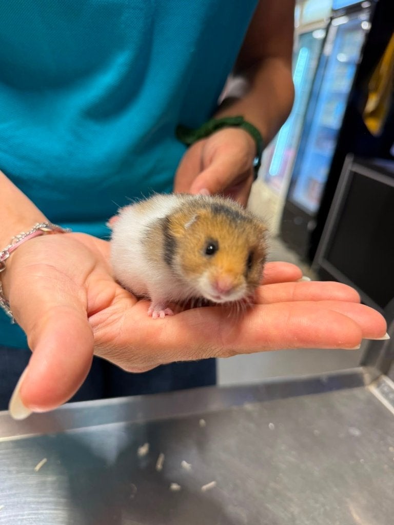 Te koop lieve jonge goudhamsters / Syrisch hamsters, Dieren en Toebehoren, Knaagdieren, Hamster, Juni, Mannelijk, Tam