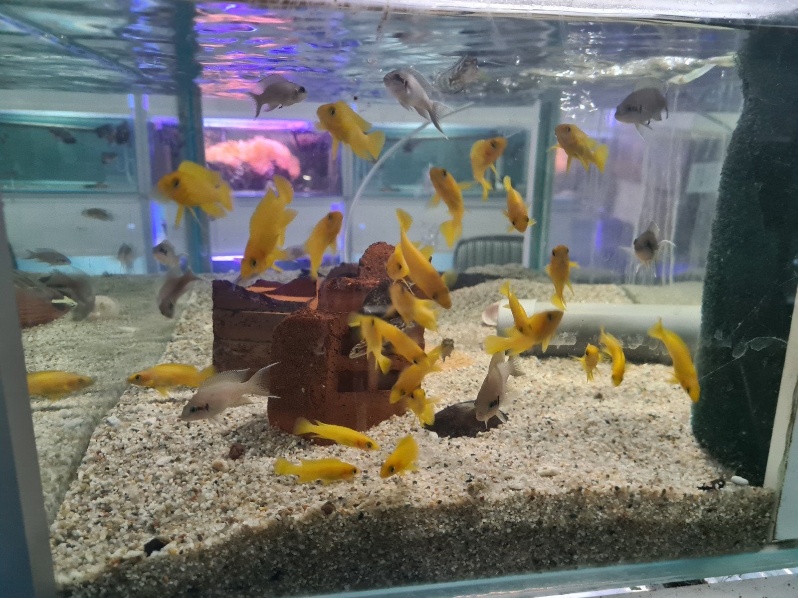 Neolamprologus Leleupi Tanganyika Cichliden, Dieren en Toebehoren, Vis, Zoetwatervis