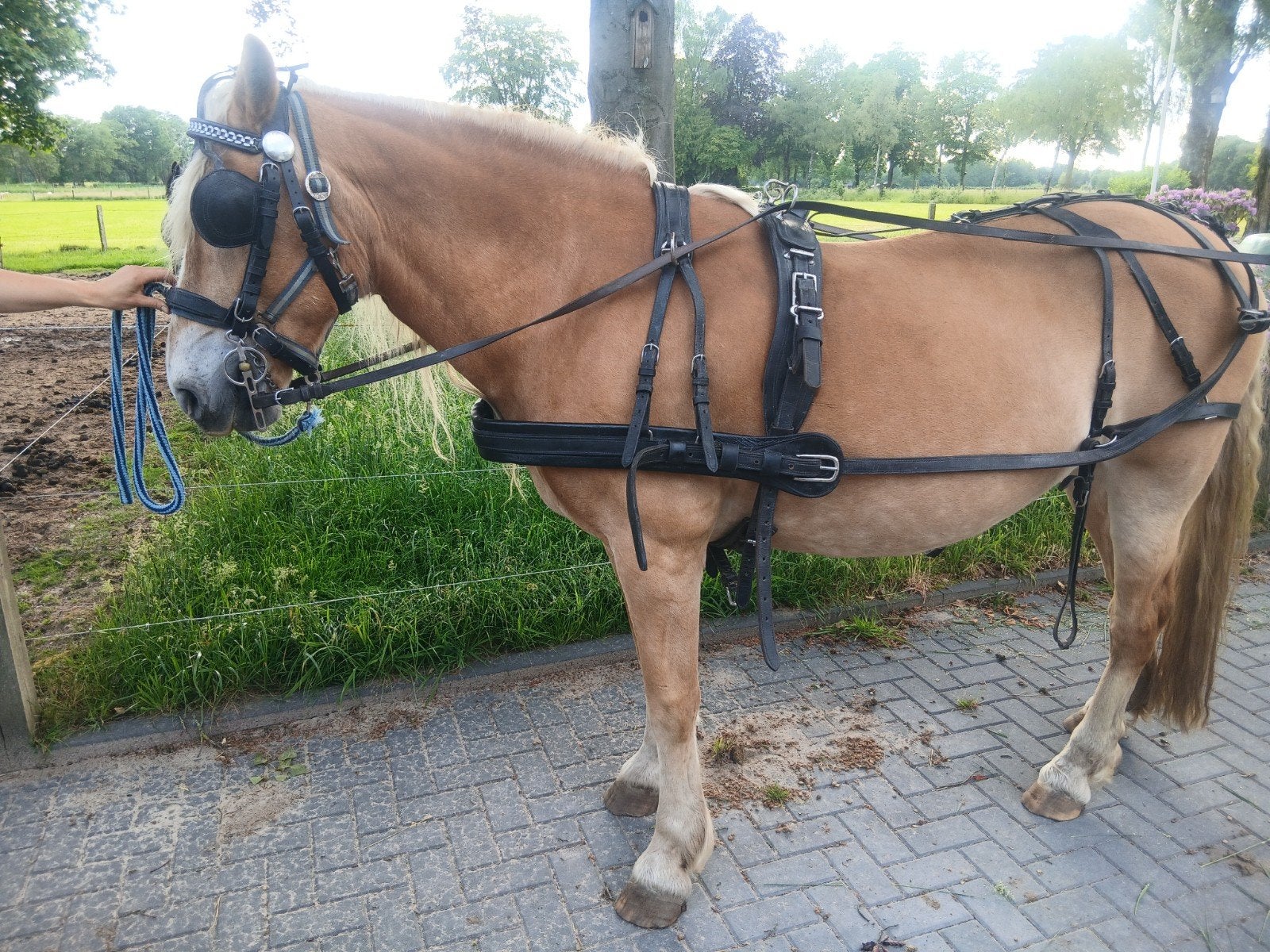 Te koop paardentuig, mentuig., Ophalen of Verzenden, Gebruikt, Overige soorten