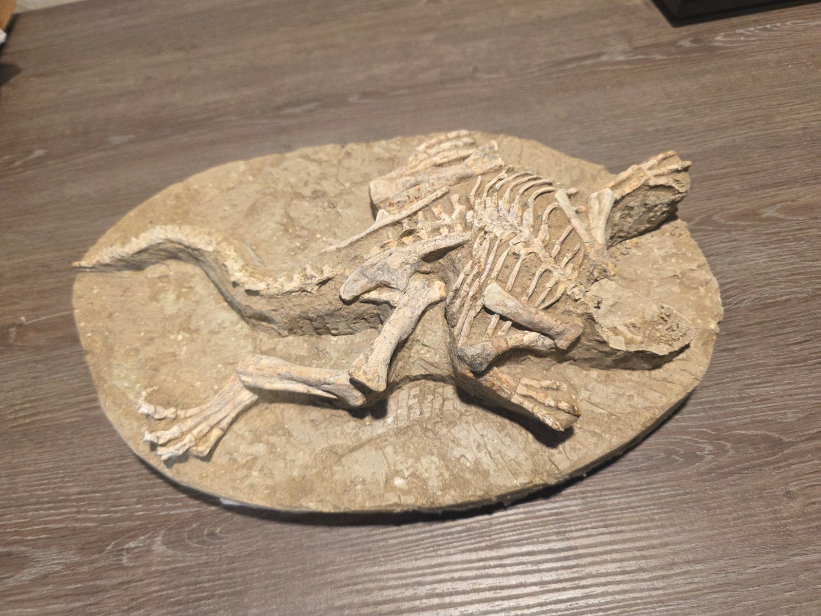 Psittacosaurus skelet fossiel, Ophalen of Verzenden, Fossiel
