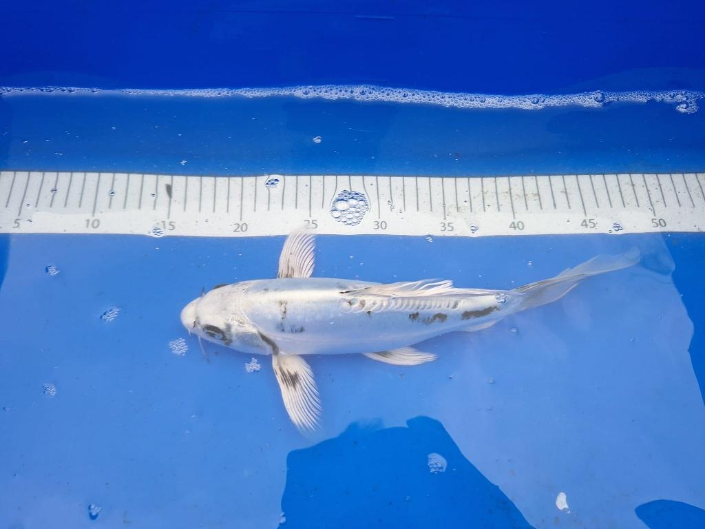 MOOI KOI WEEKAANBIEDING, 5 VOOR 4, 26 TOT 30 CM, € 35 PS, Karper of Koi