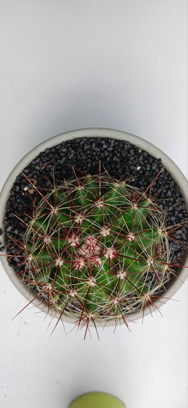 Ferocactus: Stevige en decoratieve cactus, Ophalen of Verzenden