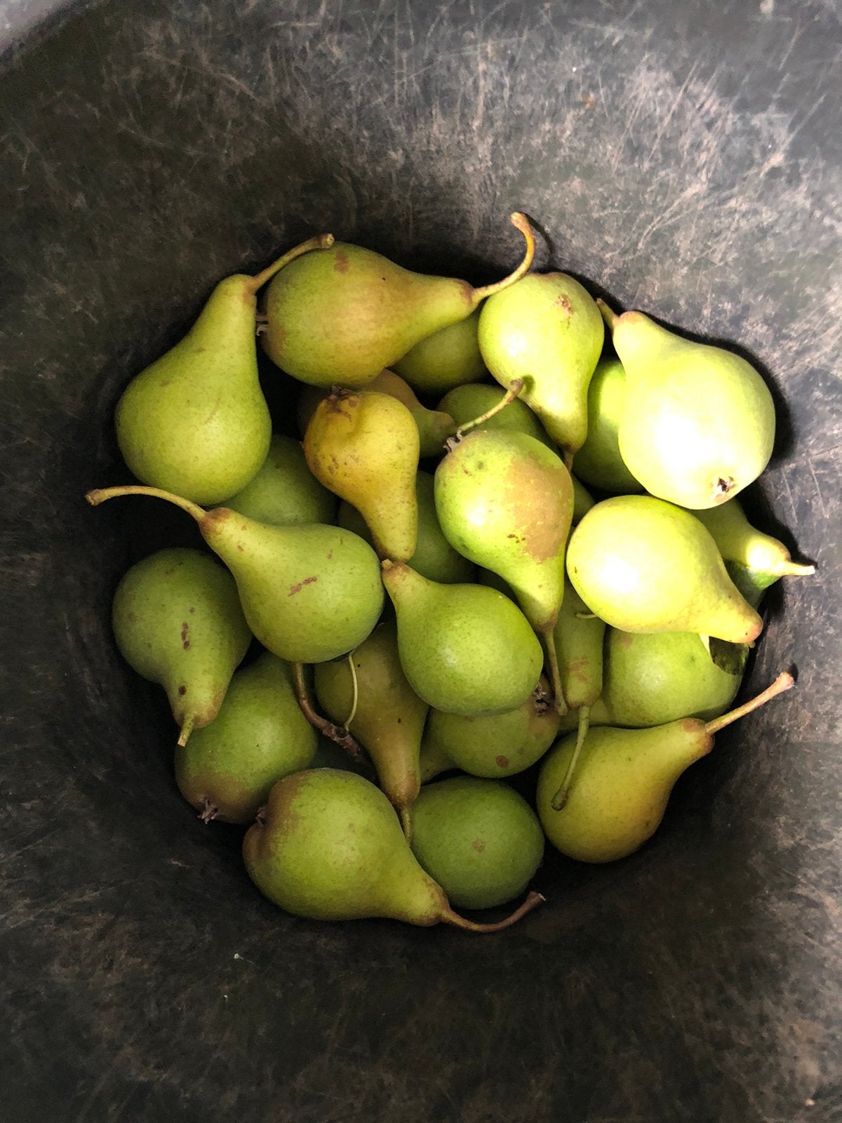 Stoof peertjes per emmer, Ophalen of Verzenden