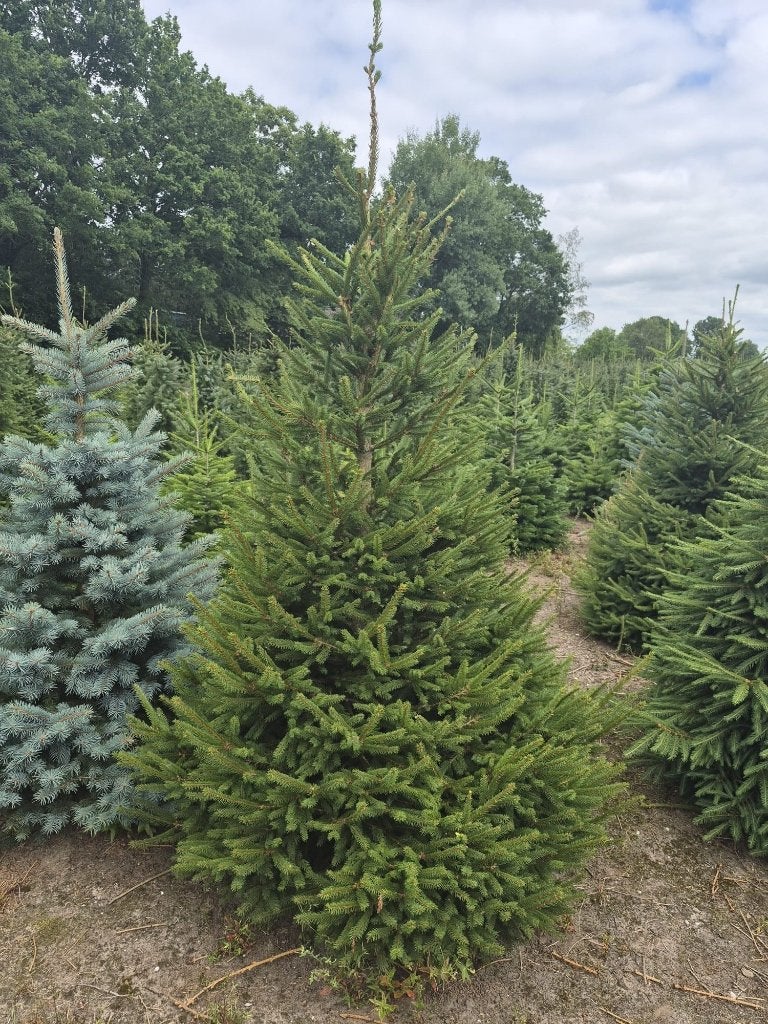 Mooie Kerstbomen, Diversen, Kerst, Ophalen, Nieuw
