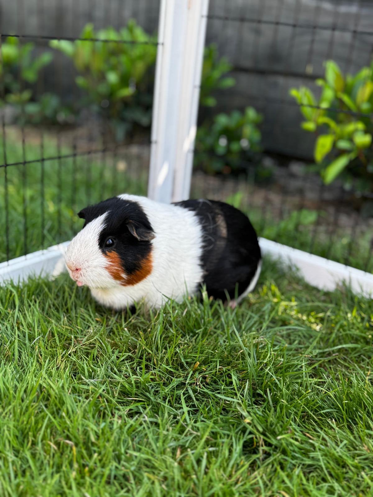 Lieve gladhaar cavia te koop, Dieren en Toebehoren, Knaagdieren, Mannelijk, Cavia, April, Tam