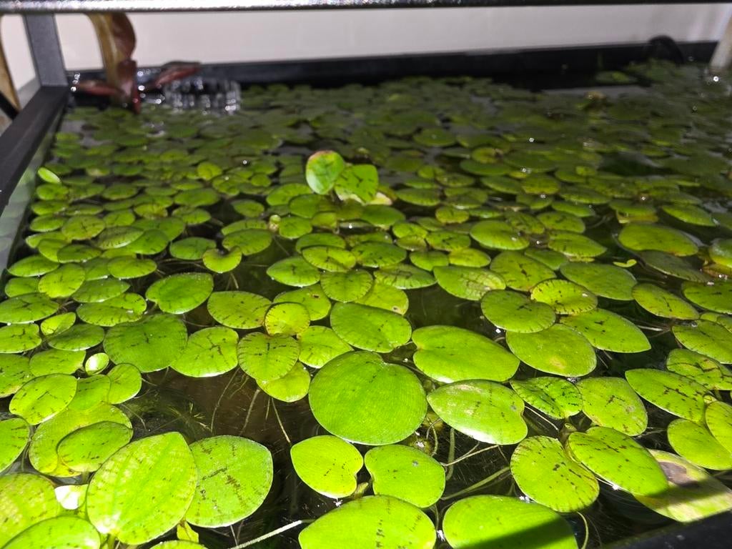 Kikkerbeet, Dieren en Toebehoren, Vissen | Aquariumvissen, Vis