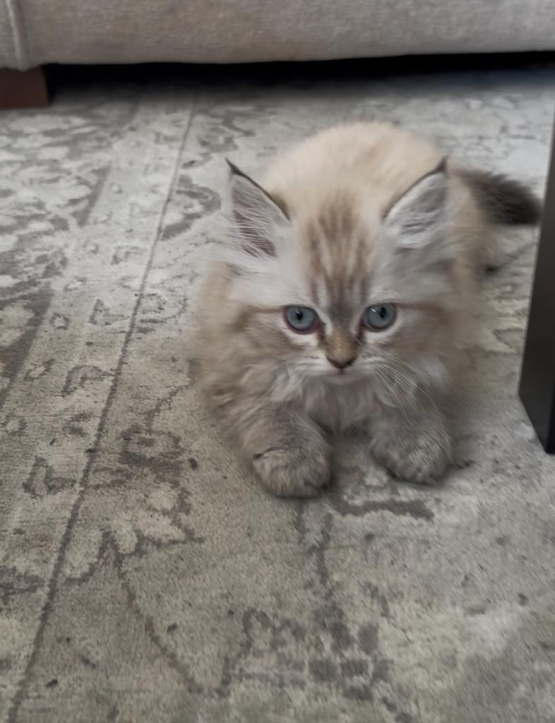 Lieve Perzische kittens - nog 2 beschikbaar❗️, Meerdere dieren, Ontwormd