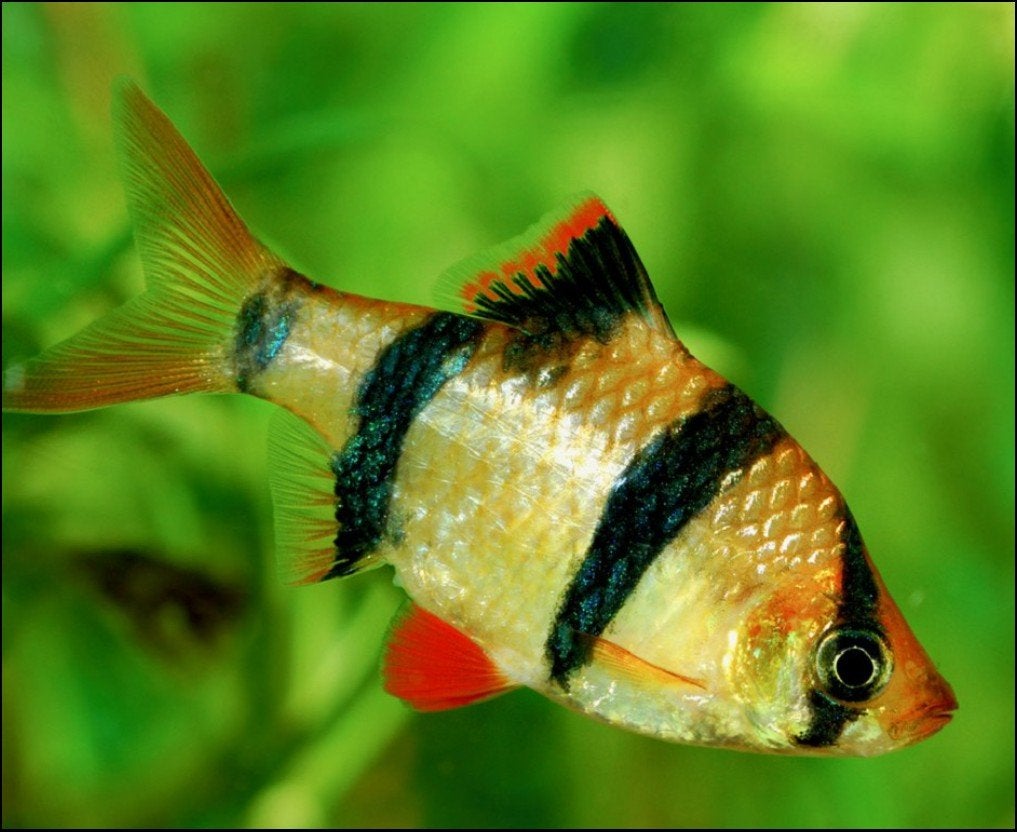 Tijgerbarbeel, aquarium vissen, Dieren en Toebehoren, Vissen | Aquariumvissen, Vis