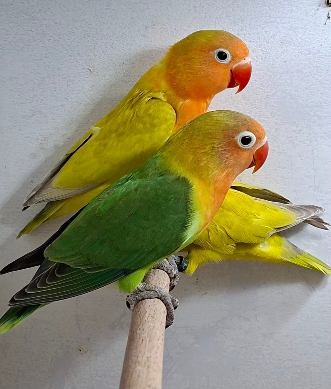 Jonge agapornis dwergpapegaaien, Geslacht onbekend, Dwergpapegaai of Agapornis