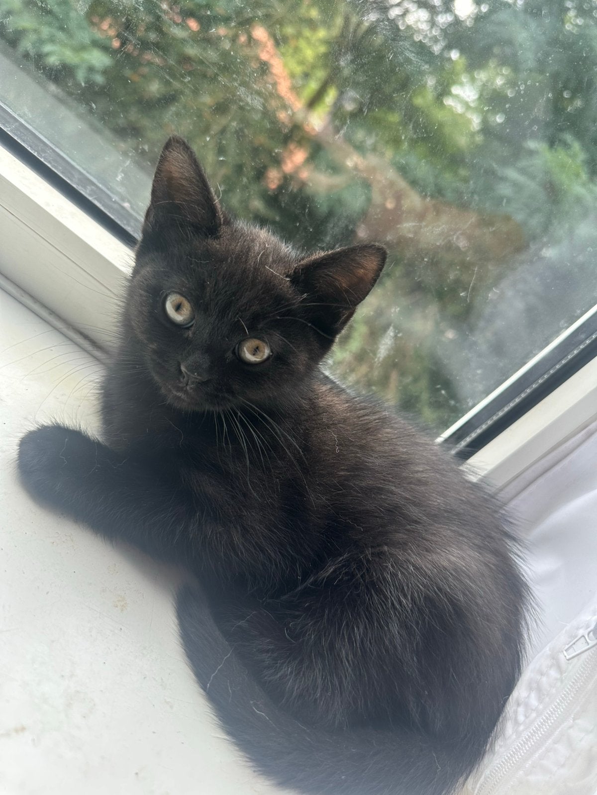 Halve britse korthaar Kittens te koop, Dieren en Toebehoren, Meerdere dieren, Kortharig, 0 tot 2 jaar